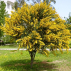 Cassia Linguae