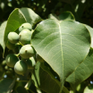 L-Sebifera is known for cooling effect